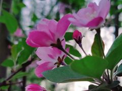 -海棠花溪(元大都城垣遗址公园)