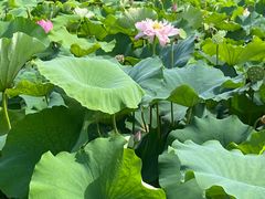-荷塘月色湿地公园·向阳花洲