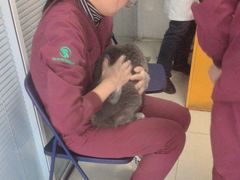 -瑞派福兴宠物医院犬猫全科·骨科·中西医结合(河东店)