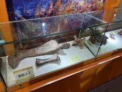 -河南自然博物馆
