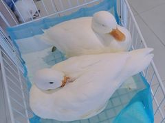 -怪兽屋·羊驼·猫咖·狗咖(俊华广场店)