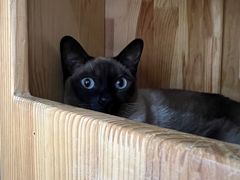 -藏猫猫咖啡主题馆(中央大道店)