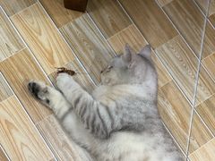 -潮汕美食.厚弥粥(白石洲店)