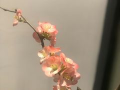 -子福慧(虹桥店)
