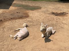 -秦皇岛野生动物园