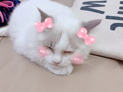 -Bastet sally猫舍购宠(静安店)