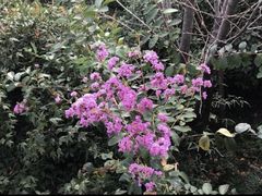 -杭州半山国家森林公园