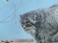 -青藏高原野生动物园
