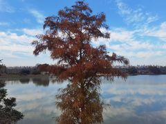 -上海海湾国家森林公园