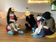 -Husky Go! 哈士奇体验馆·宠物咖啡厅狗咖