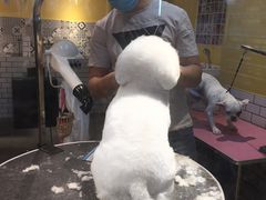-西元前宠物酒店(郑庄府邸店)
