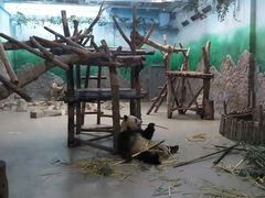-都江堰中华大熊猫苑