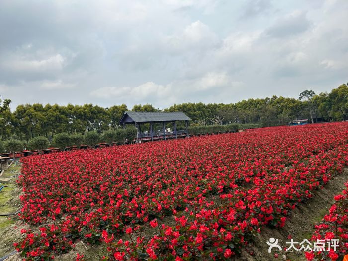 广东花都香草世界旅游度假区图片