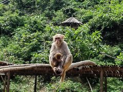 -西双版纳原始森林公园