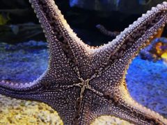 -太平洋海底世界