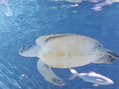 -海合安武汉极地海洋公园