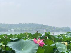 -西湖游船