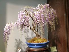 -双季花艺园艺市场(浦东店)