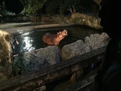 -清迈夜间动物园