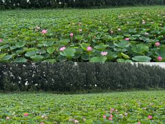 -白渔泡湿地公园