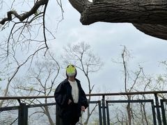 -紫金山山顶公园
