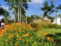 -上海长兴岛郊野公园