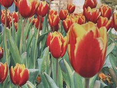 -丹东路渡口(轮渡站)