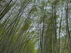 -黄山翡翠谷景区