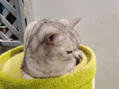 -猫亿天猫咖