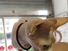 -瑞派福兴宠物医院犬猫全科·骨科·中西医结合(河东店)