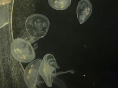 -上海海洋水族馆