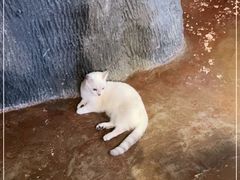 -猫猫幼稚园·撸猫·桌游·电玩
