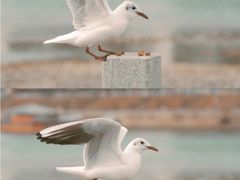 -黄河三峡风景名胜区