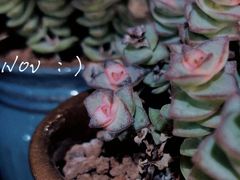 -优衣库(深圳万象天地旗舰店)