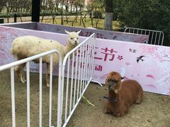 -金鸡湖桃花岛