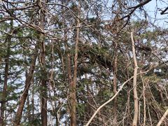 -素山寺森林公园