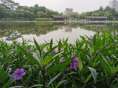-映月湖公园