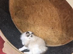 -和它·交个朋友·狗咖猫咖(爱琴海店)