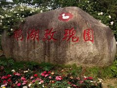 -鹅湖玫瑰文化园