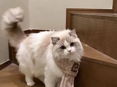 -猫十亿·布偶金渐层·曼基康矮脚猫舍(青年路店)