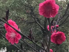 -新江湾城公园