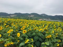 -羊亭河湿地公园