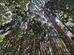 -中国科学院西双版纳热带植物园