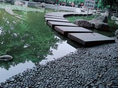 -神仙树公园