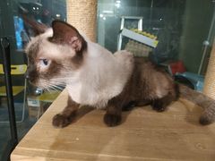 -more than meow吴止猫主题餐厅(承德 中船汇店)