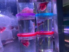 -中环花鸟鱼虫市场