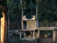 -清迈夜间动物园