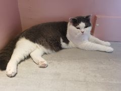-猫儿山۰猫主题餐厅