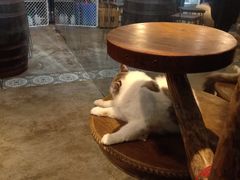 -more than meow吴止猫主题餐厅(承德 中船汇店)
