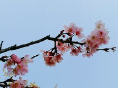 -王借岗森林公园
